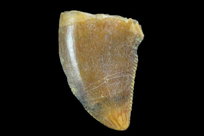 Serrated, Baby Carcharodontosaurus Tooth - Morocco #90096